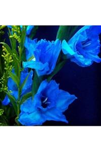 İdeaPazar Mavi Renkli Glayör Çiçeği Soğanı Gladiolus Blue Swan (2 Adet)