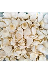 Armada 100 Adet Natural Clam Rose Cochles Beyaz Deniz Kabukları Shell