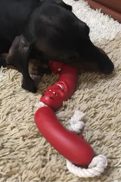 Buffer Köpekler İçin Oyuncak Sosis