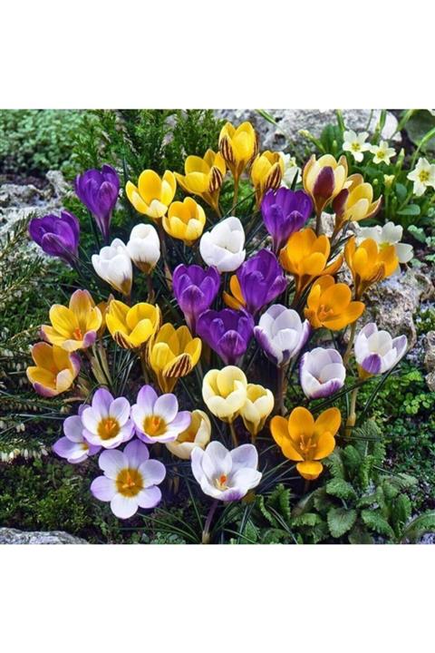 TohumBul Karışık Renkli Crocus Mixed Çiğdem Soğanı(5 Adet)