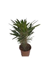 Deneme Zamanı Madagaskar Palmiyesi -pachypodium Lamerei-7/15 Cm Uzunluğunda Teraryum, Kaktüs