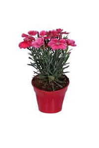 Çiçek Diyarı Çin Karanfili Saksı’da (dianthus Chinensis)