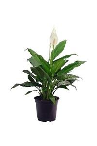 ALİBOTANİK Barış Çiçeği 20 Cm Spathiphyllum