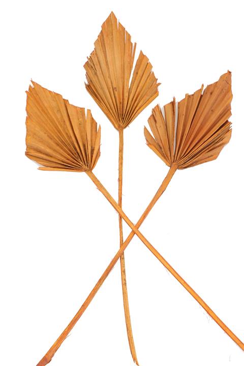 Yapay Çiçek Deposu 3lü Kuru Tropic Palm Spear Turuncu