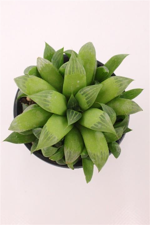 EGZOTİKBAHÇE Haworthia Retusa F.fouchei Sukulent Büyük Boy Yavrulu