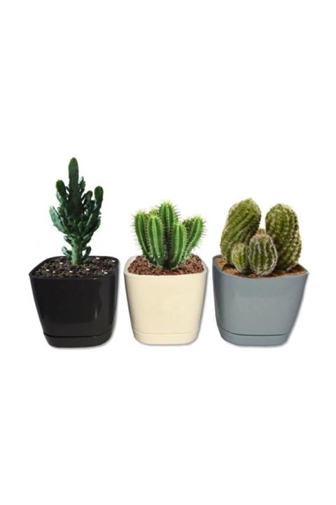Karasu plastık Kaktüs Saksı 3 Lü