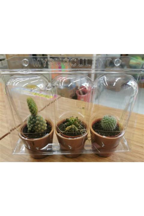 YALOVA AMBALAJ Seramik Saksı Kaktüs Set 6 cm 3'lü