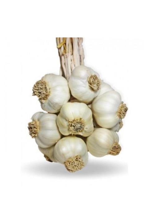 Kastamonu Taşköprü Sarımsağı Orta Boy