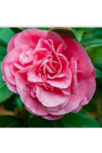 ALİBOTANİK Kamelya Çiçeği Fidanı 30 cm Camellia Japonica