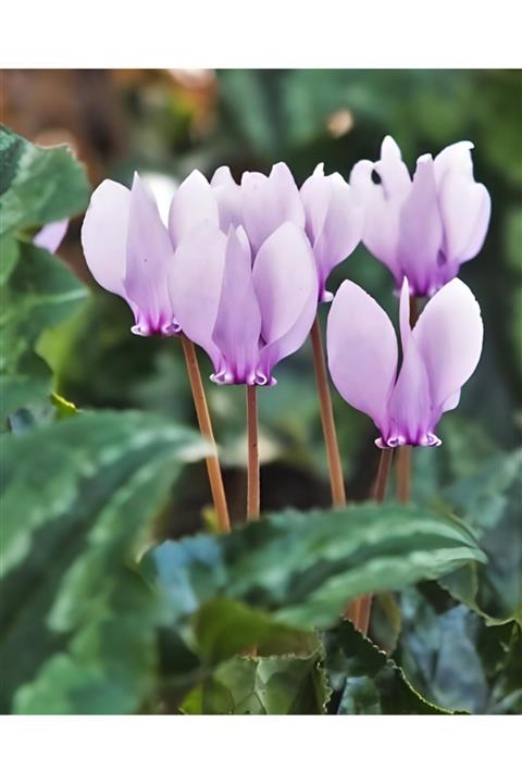 CANBOTANİK 2 Adet Soft Lila Sıklamen Çiçek Soğanı