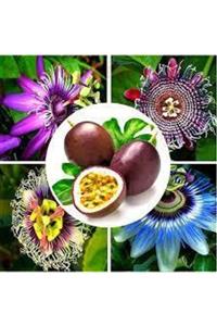 Köy Tohumları 3 Adet Tohum Ithal Passiflora Meyvesi Tohumu Çarkı Felek Saat Çiçeği Tohumu Sürpriz Hediye Tohum