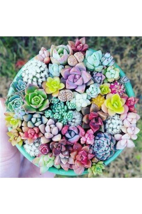 GARDENYA TOHUMCULUK 10 Adet Karışık Renkli Sukulent Çiçeği Tohumu