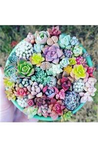 GARDENYA TOHUMCULUK 10 Adet Karışık Renkli Sukulent Çiçeği Tohumu