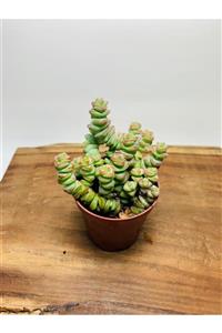 foliumbotanik Crassula Babys Necklace Özel Tür Crassula Ince Küçük Katlı