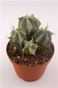 kaktuskent Astrophytum Ornatum - 8.5 cm Saksıda