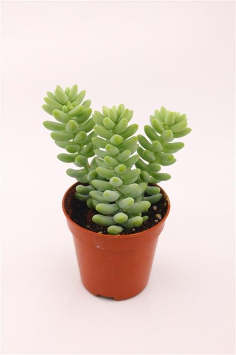 kaktuskent Sedum Burrito Sukulent