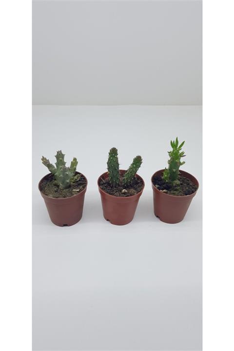 burmet 3'lü Kaktüs Serisi 5.5 cm