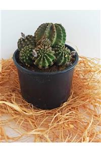 KAKTÜS SUKULENT DÜNYASI Echinopsis Oxygona Kaynana Topuzu