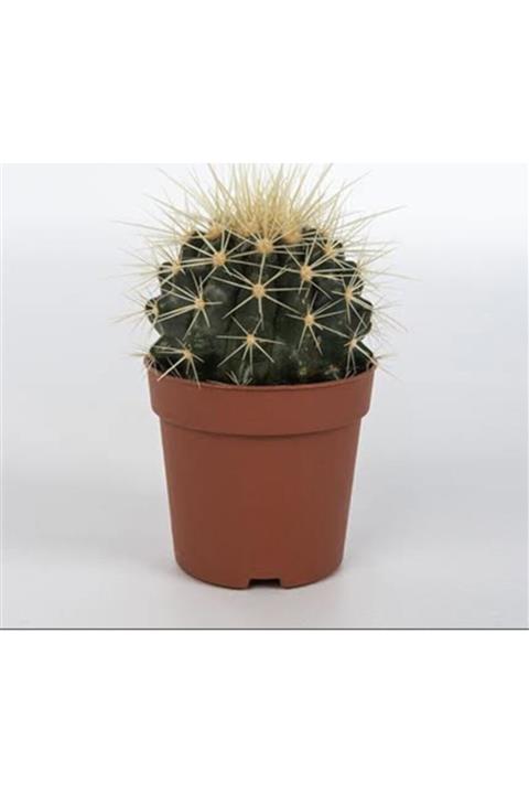 EGZ BUTİK Echinocactus Grusoni Büyük Boy Altın Varil Kaktüs Ithal Kalite Kaktüs 8,5cm