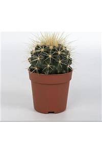 EGZ BUTİK Echinocactus Grusoni Büyük Boy Altın Varil Kaktüs Ithal Kalite Kaktüs 8,5cm