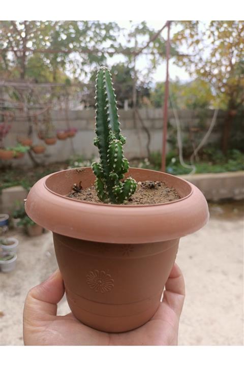 zarif çiçek Şato Kaktüsü