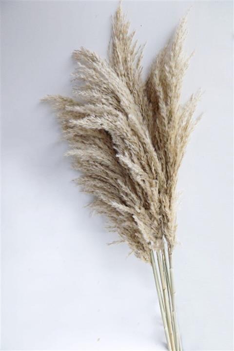 Mimozaçiçek Doğal Renk Doğal Pampas 7 Adet 120 Cm