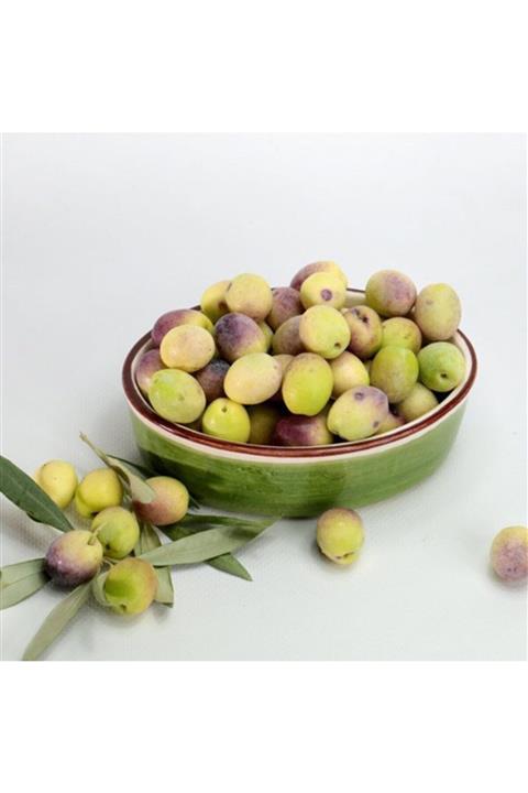 OnlineBahçem Aşılı Kırmalık Yağlık Ayvalık Edremit Zeytin Fidanı 100-150 m