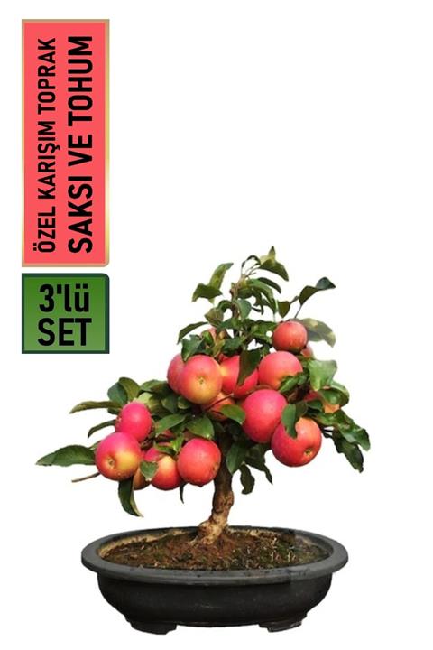 HB BOTANIC Elma Bonsai Yapılabilir Malus Domestica Ağacı Tohumu + Saksı + Toprak Seti