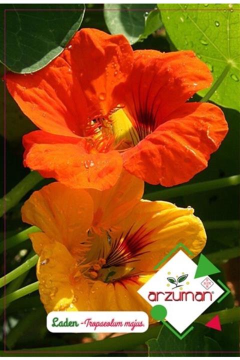 Arzuman Tohum Arzuman Süs Bitki Laden Çiçek Tohumu