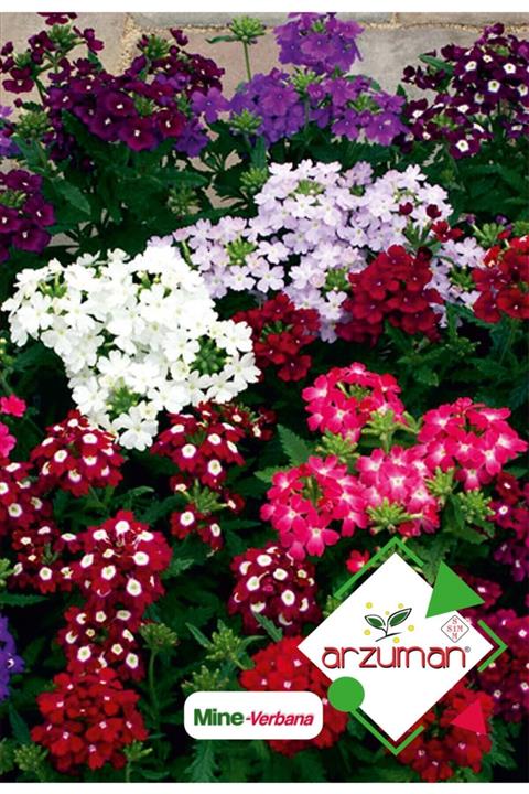 Arzuman Mine (verbena) Çiçek Tohumu 50 Adet
