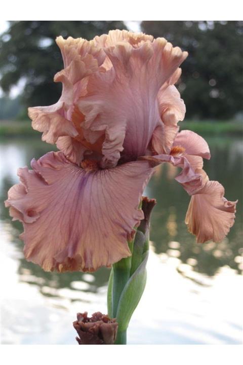 NANDİNA BOTANİK Iris-süsen Çiçeği Soğanı 2 Adet