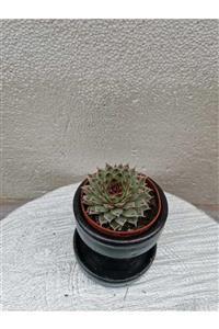 Durutasarım Sempervivum Calcareum 1 Adet Canlı 5.5 Cm Lık Plastik Saksıda Sukulent Resimdeki Kalitede