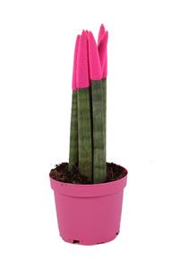 Bitkim Sanseveria Silindirica Pembe Renkli Paşa Kılıcı - Yılan Bitkisi 20-25 cm