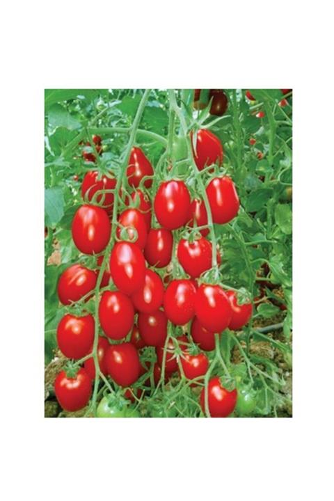 3M Roma Salkım Domates Tohumu