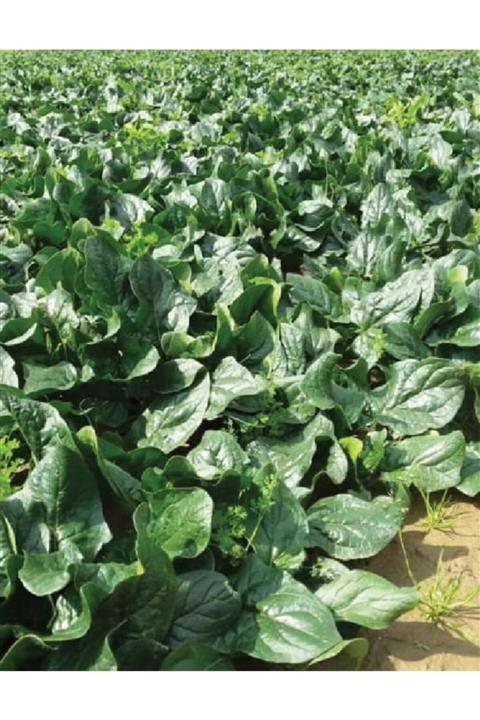 AGRODAL TARIM Ata Tohumu Yerli Ispanak Tohumu 500 Adet Tohum