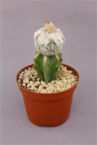 kaktuskent Astrophytum Asterias Cv Super Kabuto Snow Type