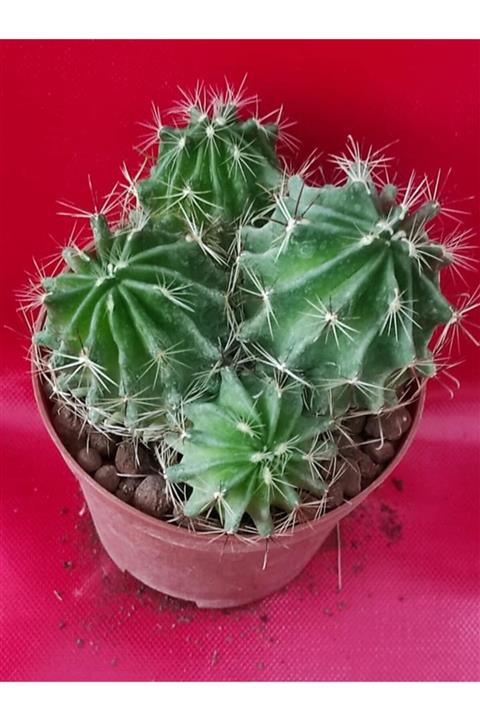 Pagoda Kaktüs, 8.5 Cm Saksıda (20h/38)