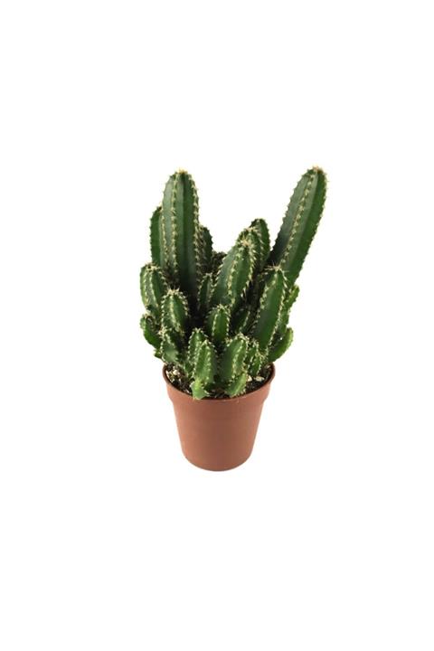 Betonish Cereus Floridanus - Kaktüs