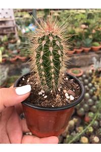 ünal kaktüs Pachycereus Pringlei 8,5 Kaktüs