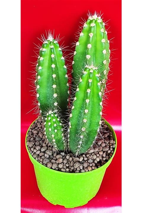 Pagoda Kaktüs, 18 Cm Saksıda (18-e/93)