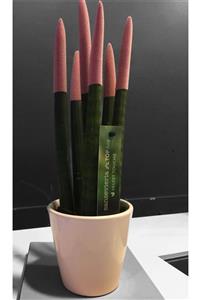 Gardenya Pembe Sansevieria Bitkisi