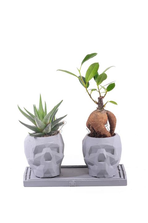 ciceksanat Kuru Kafa Serisi Bonsai Ve Kaktüs