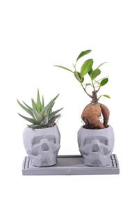 ciceksanat Kuru Kafa Serisi Bonsai Ve Kaktüs