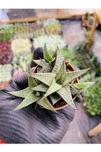 foliumbotanik Haworthia Venosa Tessellata-dekoratif Haworthia (5.5 Lik Saksı) -koleksiyon Bitkisi