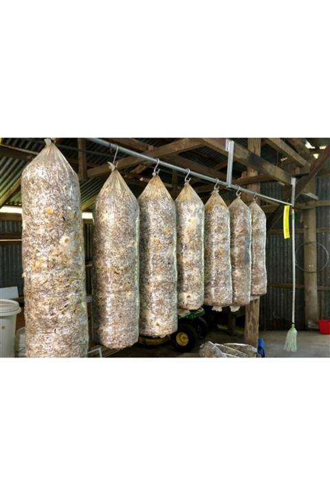 Arnego 10 Adet 8 Lt Istiridye Mantar Kompostu