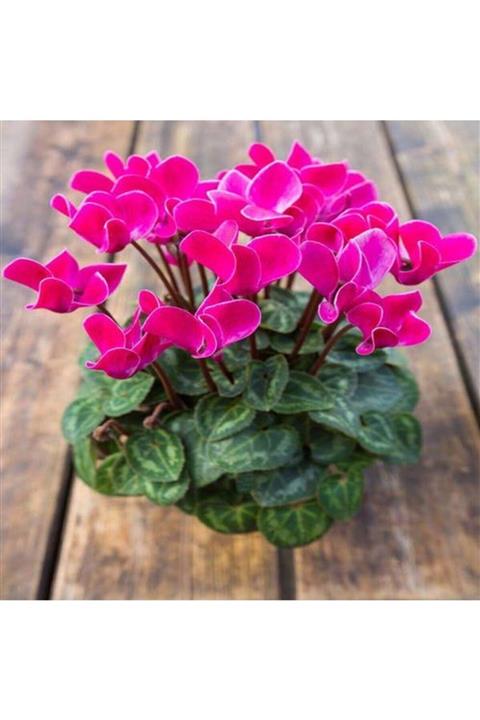 modabotanik Pembe Siklamen Çiçeği 4 Adet Fiyatı 1.kalite Formlu