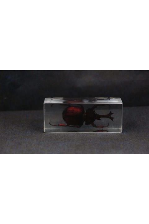 Konya Bilim Merkezi 3d Reçine Gerçek Böcek Örneği - Gergedan Böceği Rhinceros Beetle)