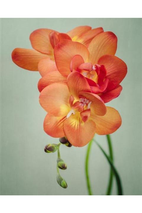 KAMONDO TOHUM 5 Adet Soft Turuncu Renkli Frezya Çiçeği Soğanı