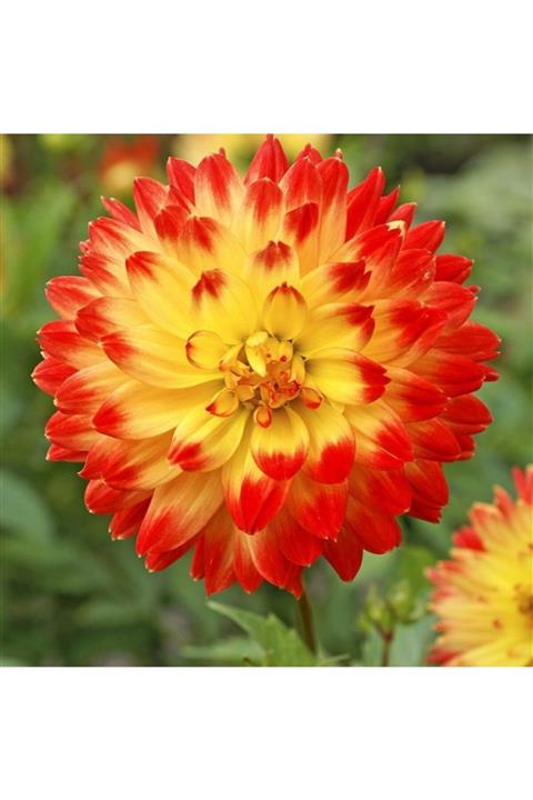 LOBELYA TOHUMCULUK Sarı-Kırmızı Uçlu Dahlia Çiçeği Soğanı 2 Adet