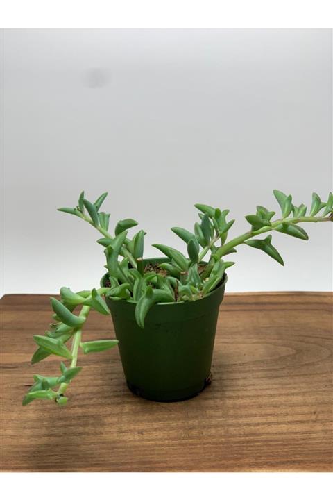 ÇİÇEKFLİX String Of Dolphins - Yunus Balığı Sukulent